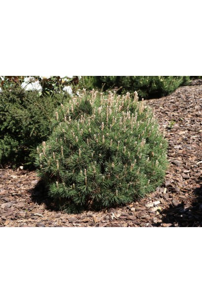 Декоративна хвойна рослина з темно-зеленою хвоєю та гармонійним розташуванням гілок.